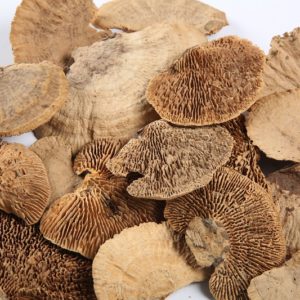Sponge Mushroom