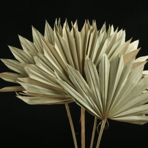 Sun Spear