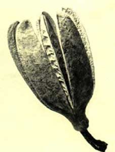 THUJA