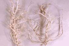Tree Skeleton