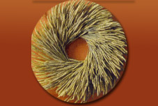 Triticum Wreath