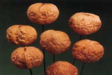 Walnut
