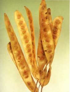 White Beans