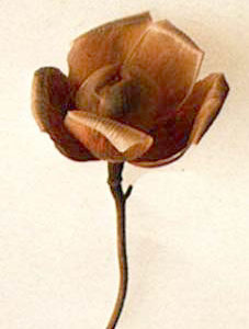 Woodrose