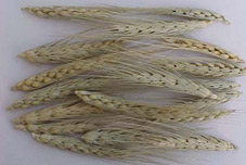 Wheat Head