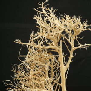 White Bush
