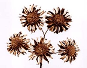 Wild Daisy