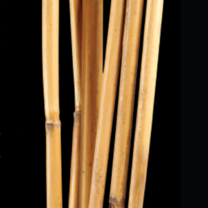 Canna Stem 100cm