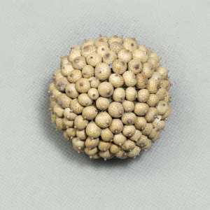 Canella Ball