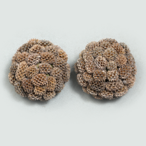 Casuarina Ball