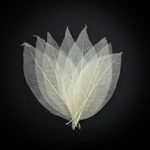 Magnolia Skeleton