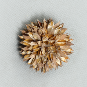Hibiscus Ball