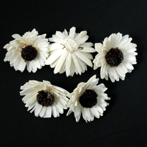 Sola Daisy Sunflower