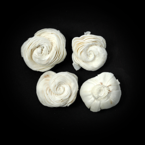 Sola Shell Flower