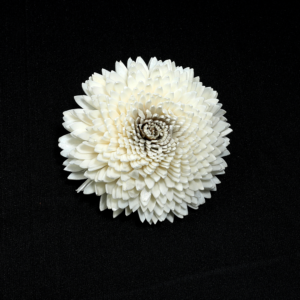 Sola White Zinnia