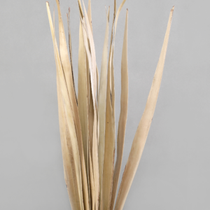 Sun Palm Leaves