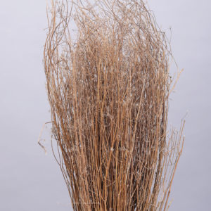 Dhania Grass