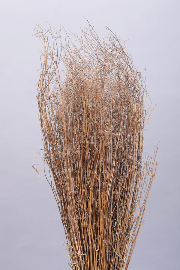 Dhania Grass