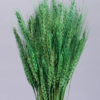 Wheat Grass