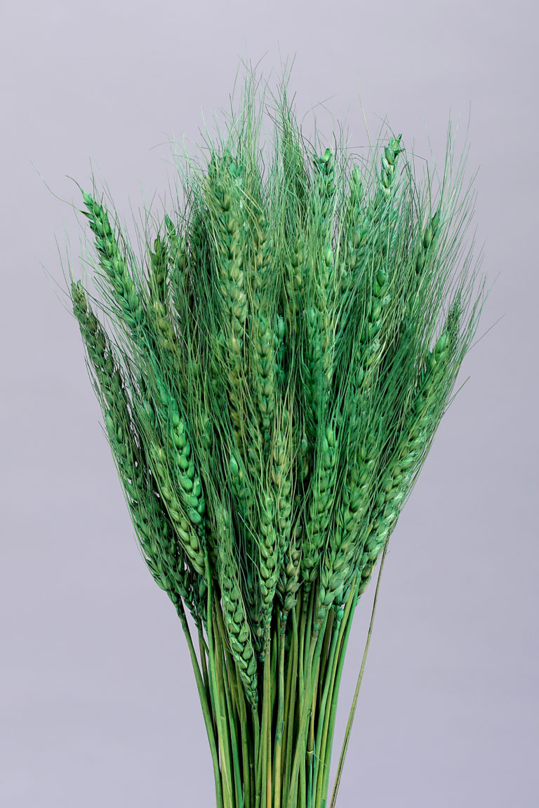 Wheat Grass