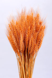 Wheat Grasses are fine quality dried grasses used for floral creations. 